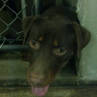 Humane society hobart 2025