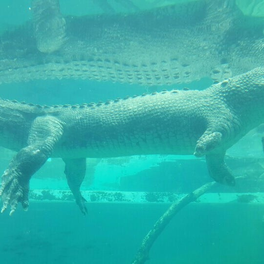 Photo taken at Crocosaurus Cove by Simon v. on 2/3/2016