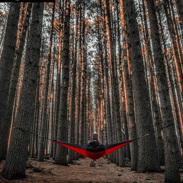 Вечерняя польенса. Pine walk. Pine walk. Pine forest подгузники. Душа требует леса.