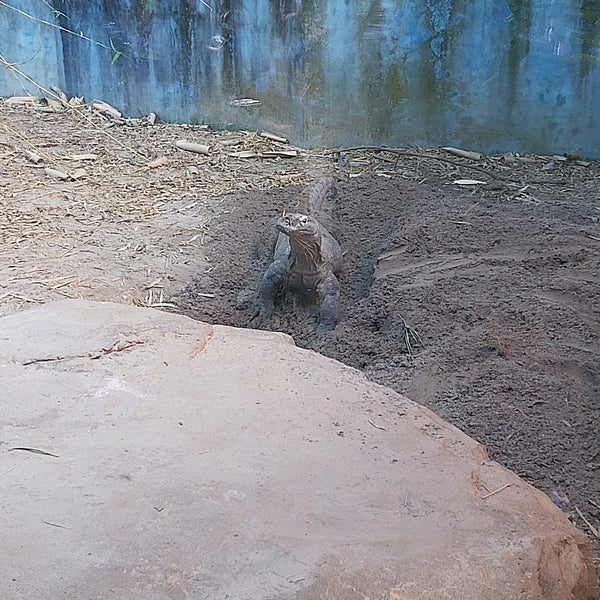 Jacksonville Zoo Komodo Dragon Northside Jacksonville, FL