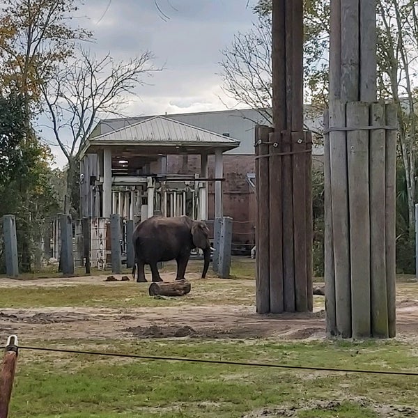 Jacksonville Zoo Elephant Northside 340 ziyaretçidan 1 tavsiye