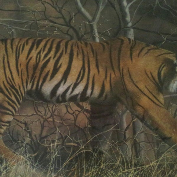 Saffari Tiger