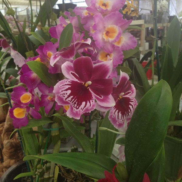Photos At Venamy Orchids 1 Tip From 9 Visitors