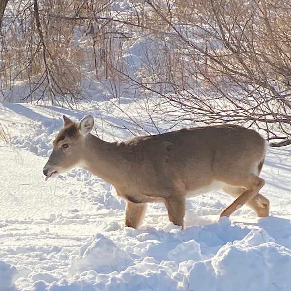 Photo taken at Illinois Beach State Park by Michele R. on 2/1/2021