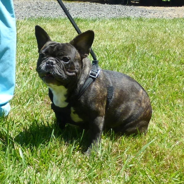 valley french bulldog