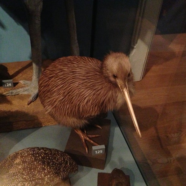 Absolutely outstanding museum of all sorts of bits and pieces. They even have a kiwi!