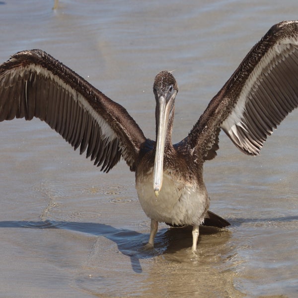 Pillar Point Boat Launch Ramp 1 tip