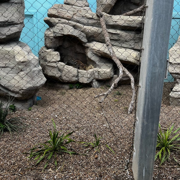 Das Foto wurde bei Texas State Aquarium von Doree T. am 3/10/2023 aufgenommen