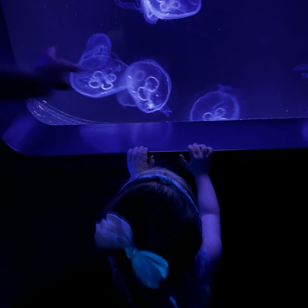 3/9/2023 tarihinde Doree T.ziyaretçi tarafından Texas State Aquarium'de çekilen fotoğraf
