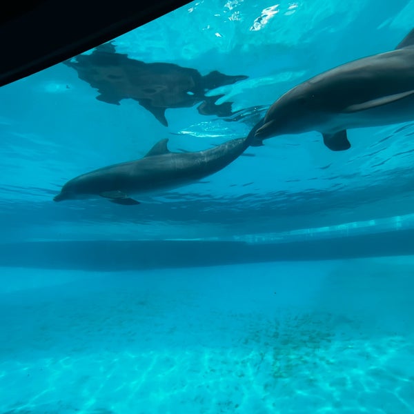 3/10/2023 tarihinde Doree T.ziyaretçi tarafından Texas State Aquarium'de çekilen fotoğraf
