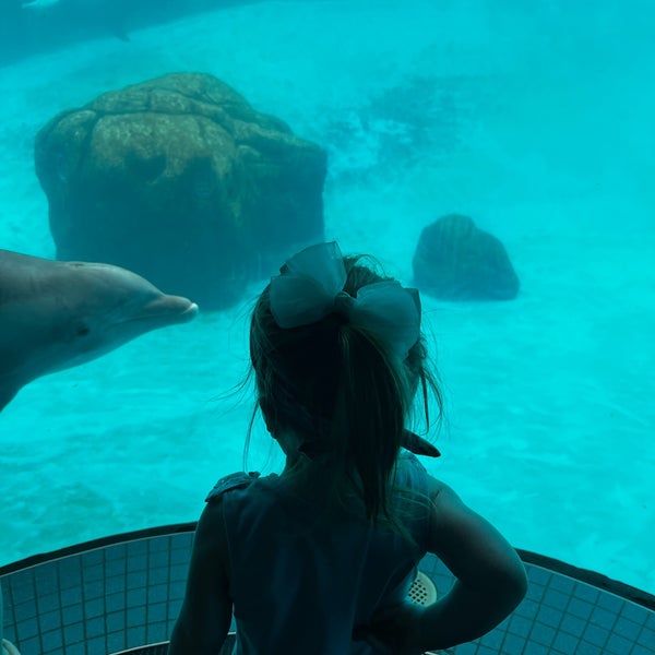 3/9/2023 tarihinde Doree T.ziyaretçi tarafından Texas State Aquarium'de çekilen fotoğraf