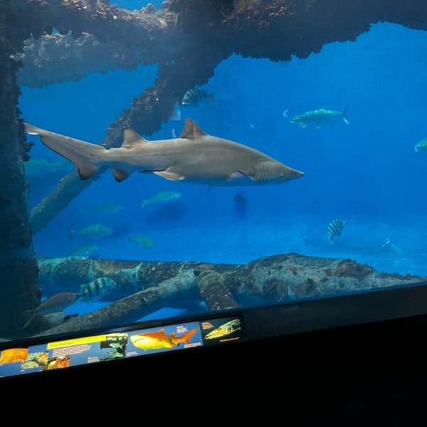 Photo prise au Texas State Aquarium par Doree T. le3/9/2023