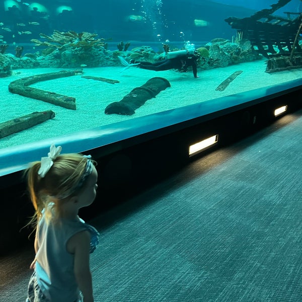 3/10/2023 tarihinde Doree T.ziyaretçi tarafından Texas State Aquarium'de çekilen fotoğraf