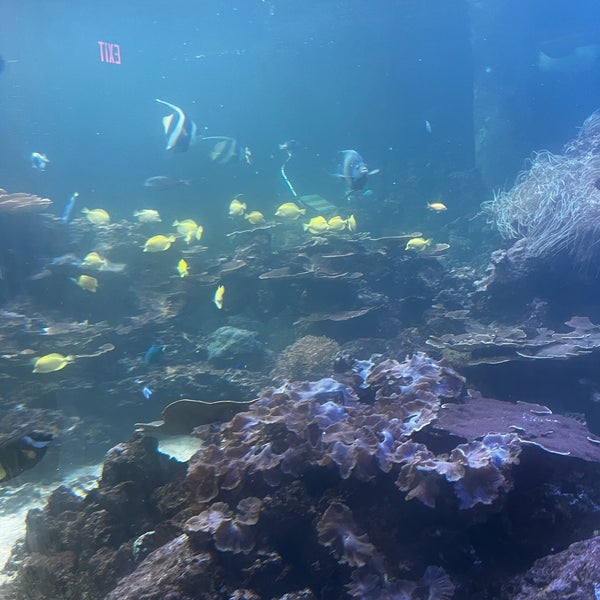 รูปภาพถ่ายที่ Gulfarium Marine Adventure Park โดย Doree T. เมื่อ 3/14/2024