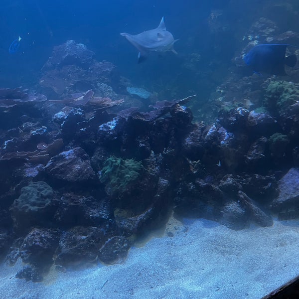 Foto diambil di Gulfarium Marine Adventure Park oleh Doree T. pada 3/14/2024
