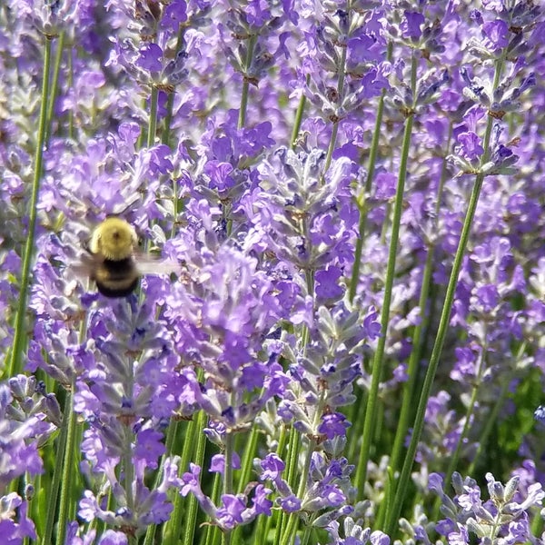 Photo taken at Lavender By the Bay - New York&#39;s Premier Lavender Farm by Irvin I. on 6/21/2017
