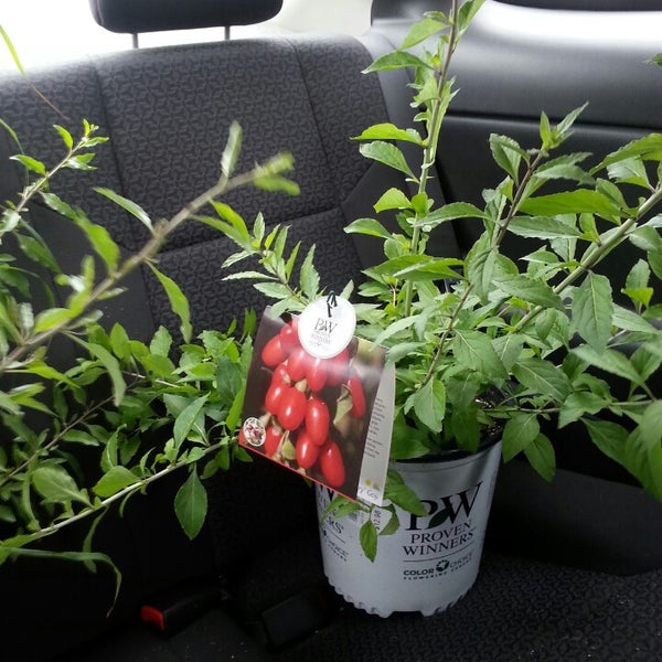 Wojo's Greenhouse Perennial Sale At All Locations Starts, 41 OFF