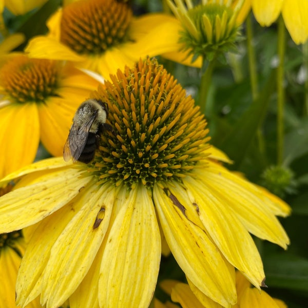 Telly's Greenhouse 3301 John R Rd