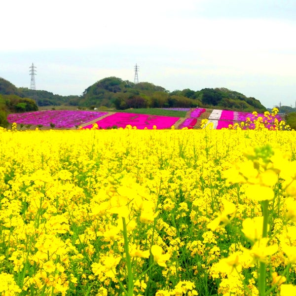 観光農園花ひろば 6 Tips From 630 Visitors 観光農園花ひろば 6 Tips From 630 Visitors