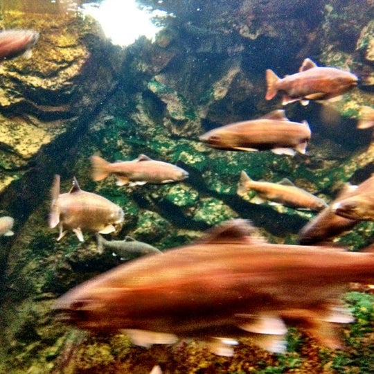 おさかな館 Aquarium