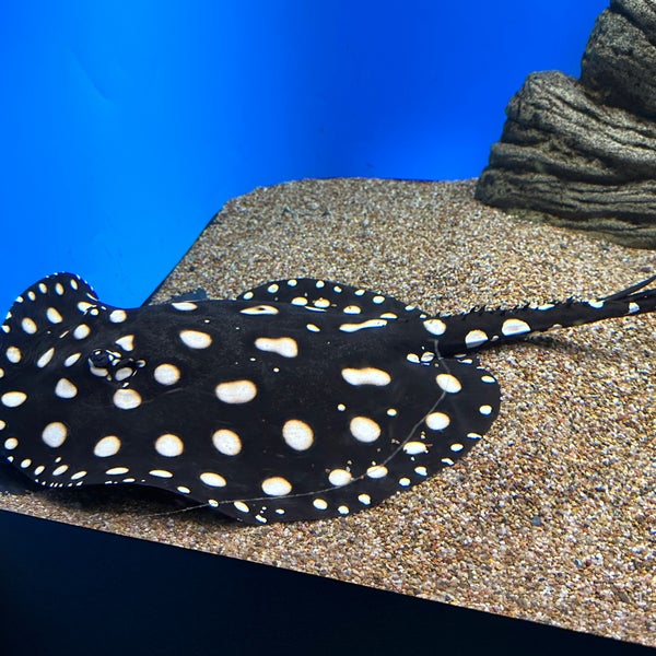 Foto scattata a Waikiki Aquarium da Kerry 🐶 F. il 11/27/2022