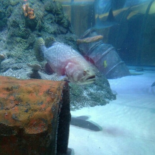 Photo taken at SEA LIFE Charlotte-Concord Aquarium by Tom B. on 3/23/2016
