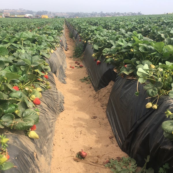 Photo taken at U-Pick Carlsbad Strawberry Co. by Emily W. on 4/24/2018