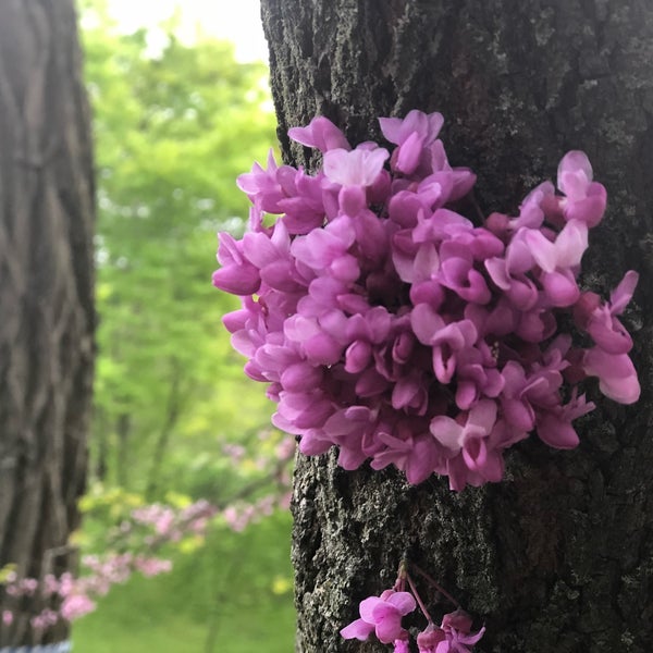 Arnold Arboretum Hunnewell Building Hiking Trail
