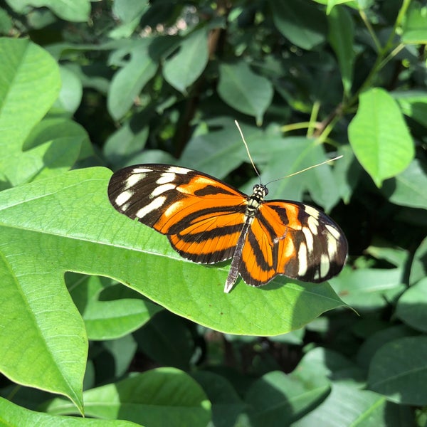 11/19/2017 tarihinde Mike S.ziyaretçi tarafından Butterfly Wonderland'de çekilen fotoğraf