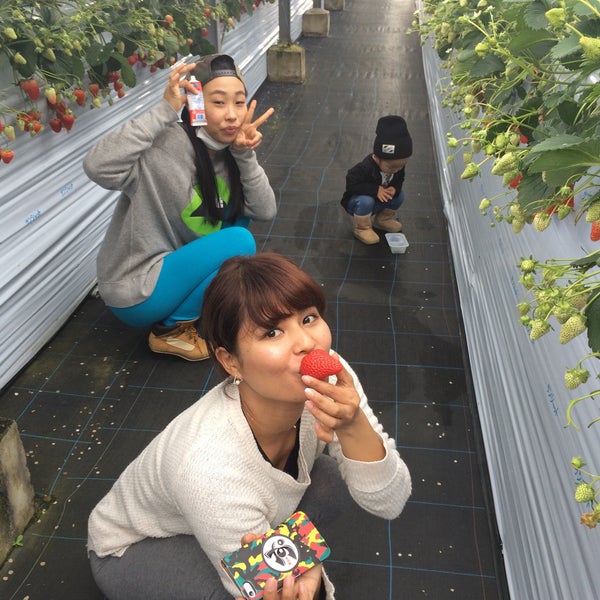 石田ファーム工房いちご狩り Farm In 秦野市
