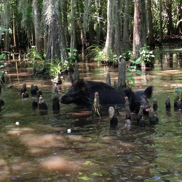 Das Foto wurde bei Dr. Wagner&#39;s Honey Island Swamp Tour von James T. am 5/16/2014 aufgenommen