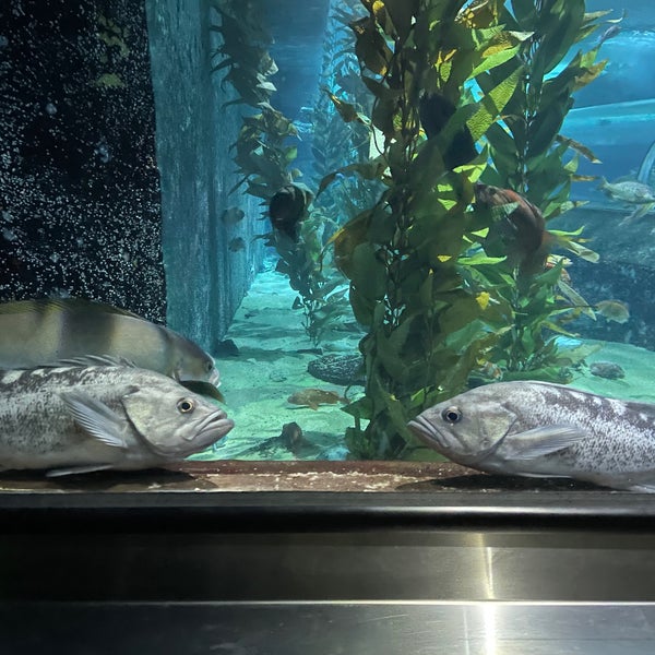 Photo taken at Aquarium of the Bay by Jenn T. on 11/8/2021