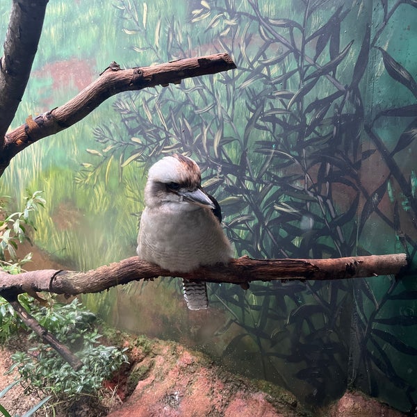 1/14/2023 tarihinde Eve K.ziyaretçi tarafından Woodland Park Zoo'de çekilen fotoğraf