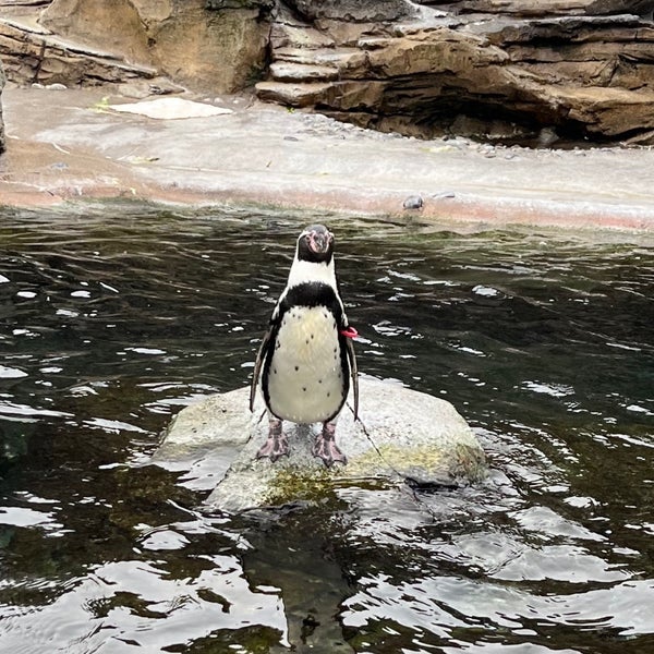 2/18/2023 tarihinde Eve K.ziyaretçi tarafından Woodland Park Zoo'de çekilen fotoğraf