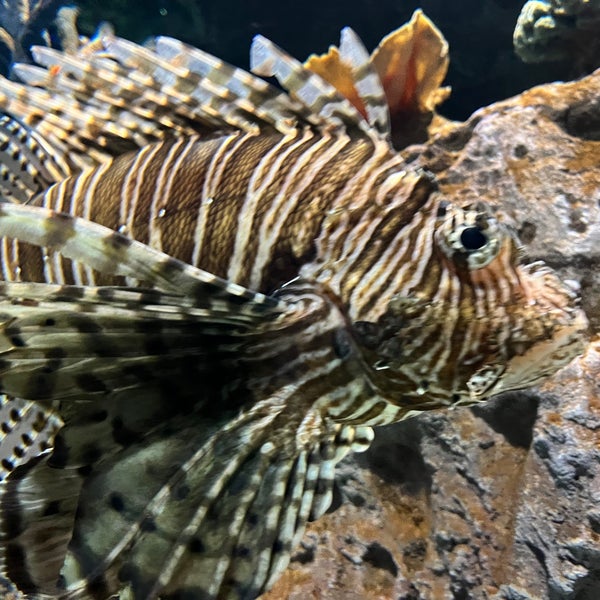 Foto tirada no(a) OdySea Aquarium por Eve K. em 4/18/2022