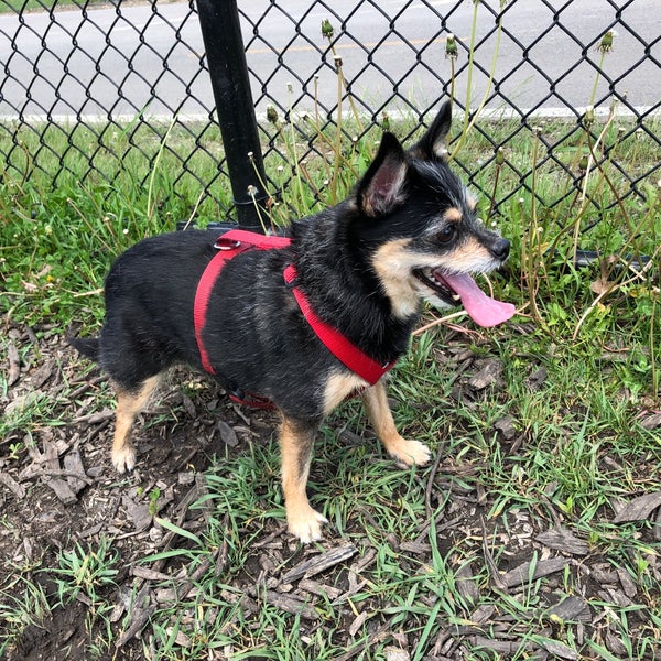 Edgewater Dog Park Dog Park in Edgewater Beach