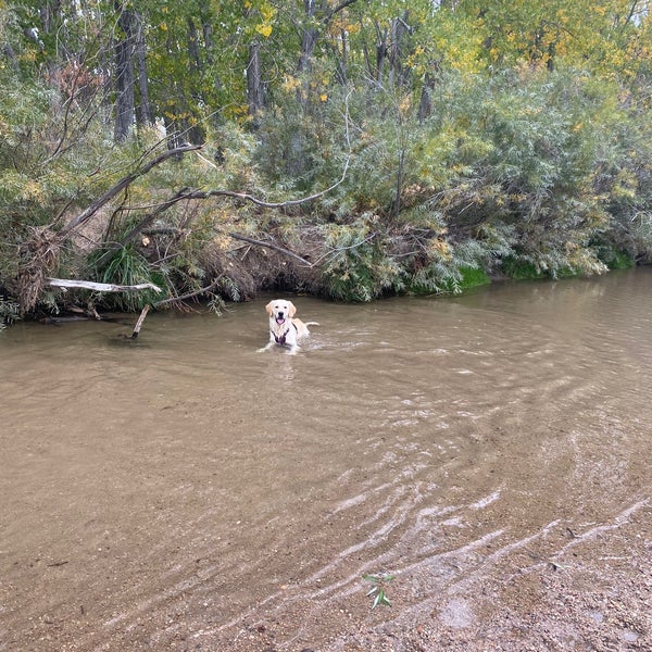 Cherry Creek Dog Park 10 tips