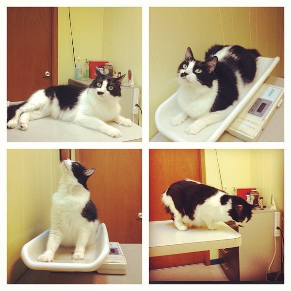 Austin Vet Hospital Hancock 2 tips from 93 visitors