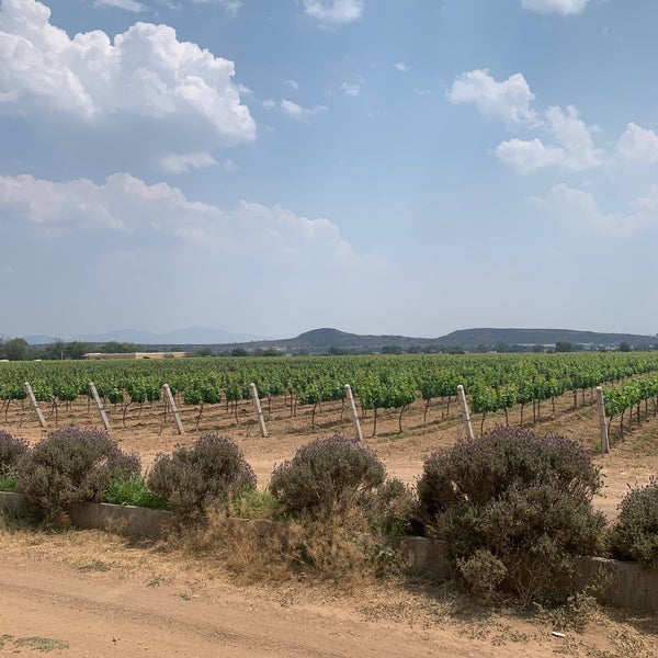 Das Foto wurde bei Viñedos La Redonda von Blanca B. am 5/6/2022 aufgenommen