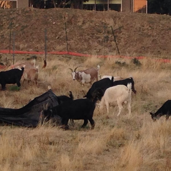 Foto tirada no(a) The Belmont Goats por Aaron A. em 9/7/2014