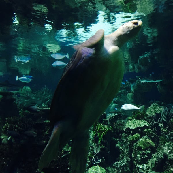 Foto tirada no(a) National Aquarium por Jason em 7/17/2015