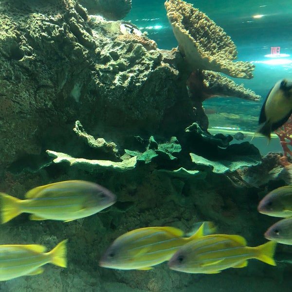 รูปภาพถ่ายที่ OdySea Aquarium โดย Bobby C. เมื่อ 8/5/2018