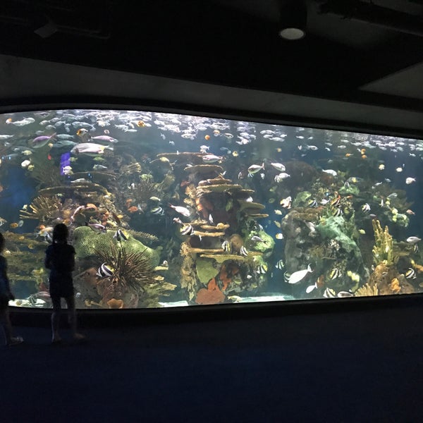 2/25/2018 tarihinde PJ B.ziyaretçi tarafından Ripley&#39;s Aquarium'de çekilen fotoğraf
