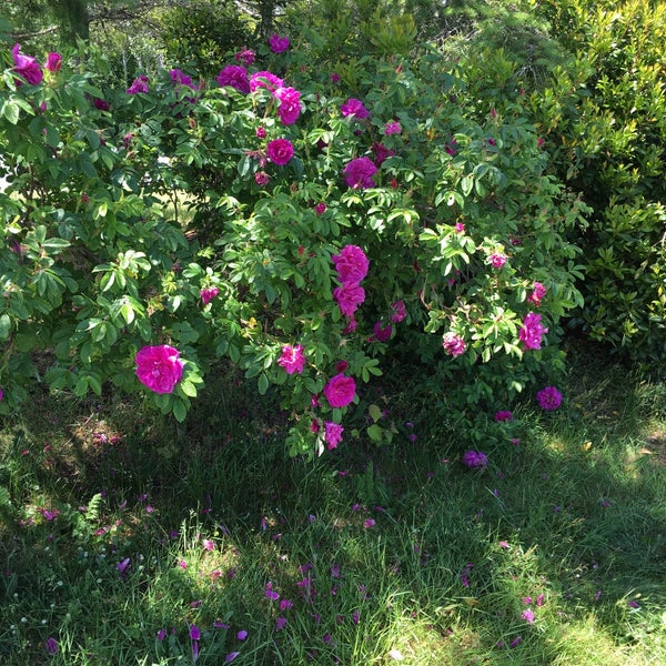 Buckley Bay Rest Area Buckley Bay, BC