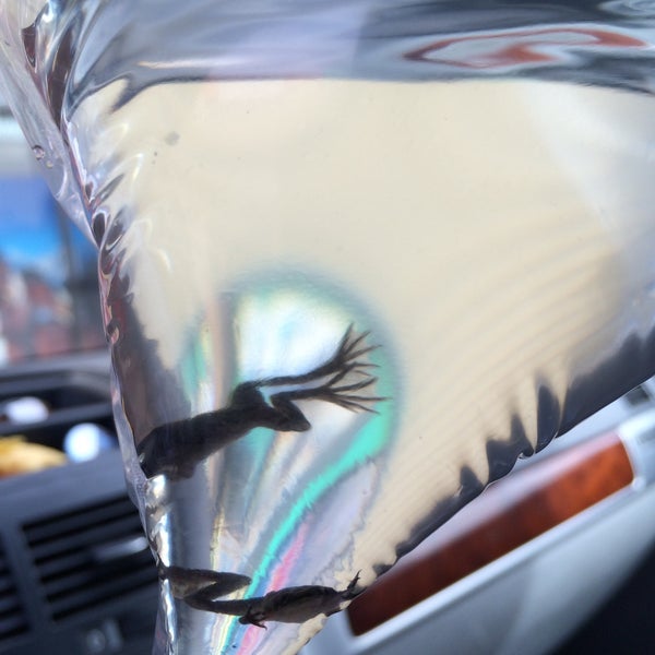 todd's tropical fish