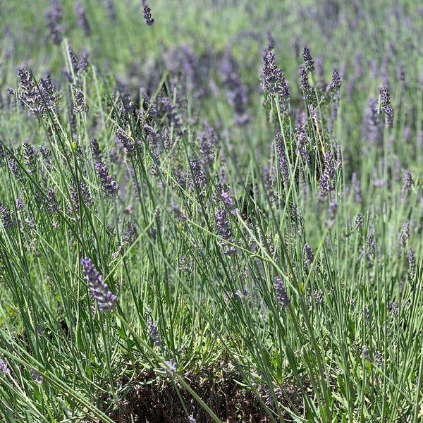Photo taken at Lavender By the Bay - New York&#39;s Premier Lavender Farm by Michelle on 6/30/2019