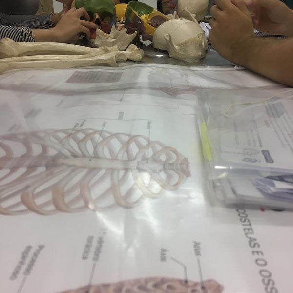 Laboratório de Anatomia - CNEC - College Lab