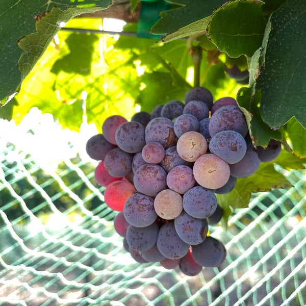 Photo taken at Flat Creek Estate Winery &amp; Vineyard by Barron F. on 7/30/2022