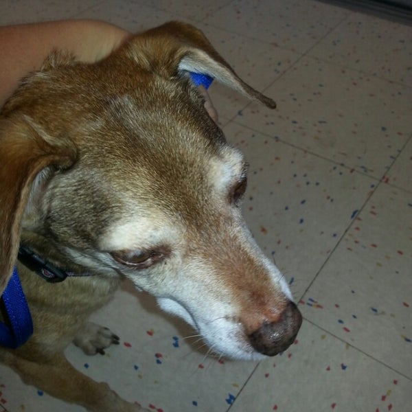 Does Petco Sell Antibiotics For Dogs