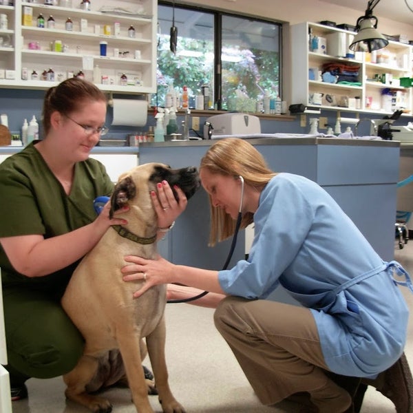 Photos at Jacksonville Veterinary Hospital - 937 N 5th St